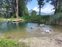 Hunde baden am Badeteich